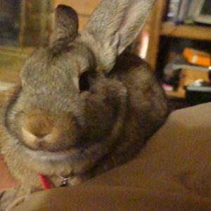 Meet your Posher, Linda